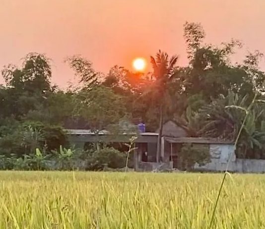 Tạo tín chỉ carbon trên lúa, nông dân Nghệ An có thêm 1,6 triệu USD thu nhập